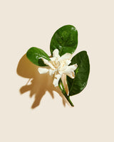 Frangipani Dawn Fragrance